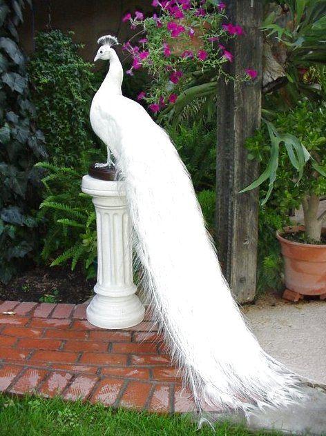 White Peacock - Beautiful Photo Collection...